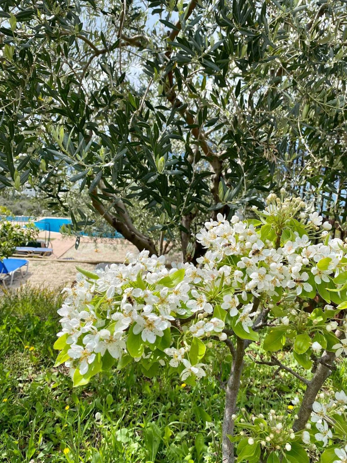 Rama Radhime Ap2 * Vlorë